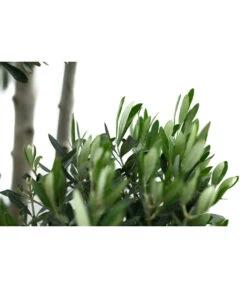 XXL Pompon-Olivenbaum, Ca. 180-200 Cm -Compo Verkaufsgeschäft 7724768 WE DE 001 XXLPompon Olivenbaum180 200cm