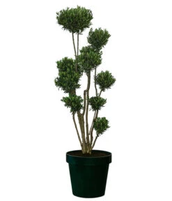 XXL Pompon-Olivenbaum, Ca. 180-200 Cm