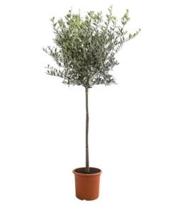 XXL Olivenstamm 'Leccino', Ca. 180-200 Cm