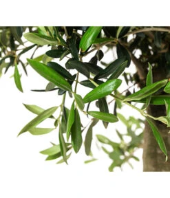 XXL Olivenbaum, Ca. 160-170 Cm -Compo Verkaufsgeschäft 7724800 WE DE 001 OleaSolitaerOliveT35