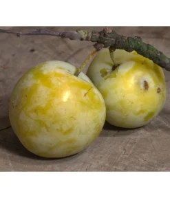 Zwetschgen-Duo 'Hauszwetsche'/'Oullins Reneklode' -Compo Verkaufsgeschäft 7725518 PR DE 001 PrunusReneklodeOullinsPixabay