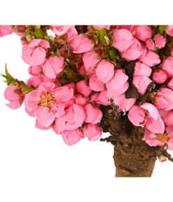 Zwergpfirsich 'Amber Pix Zee' -Compo Verkaufsgeschäft 7728744 WE DE 001 ZwergPfirsich7LDehnerExpressHerzig