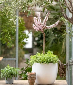 Zwergpfirsich 'Amber Pix Zee' -Compo Verkaufsgeschäft 7728744 WE MO 001 ZwergPfirsich