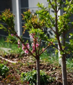 Zwergpfirsich 'Amber Pix Zee' -Compo Verkaufsgeschäft 7728744 WE MO 003 ZwergpfirsichBauer