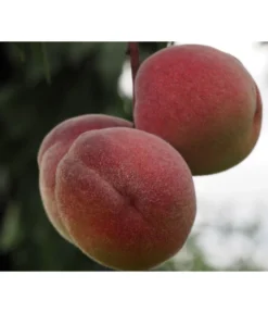 Zwergpfirsich, Rotlaubig -Compo Verkaufsgeschäft 7728819 PR DE 001 PrunusPfirsichRubiraPixabayx 1