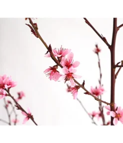 Pfirsich 'Rubira', Rotblättrig -Compo Verkaufsgeschäft 7728819 WE DE 001 PfirsichRotblaettrigDehnerExpressHerzig