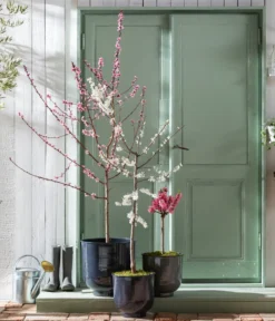 Pfirsich 'Rubira', Rotblättrig -Compo Verkaufsgeschäft 7728819 WE MO 001 PfirsichPrunusPersica Content Fruehlingsstory 2023