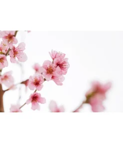 Gelbfleischiger Pfirsich -Compo Verkaufsgeschäft 7728843 PR DE 001 Pfirsich7LDehnerExpressZS