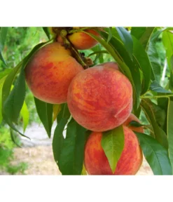 Gelbfleischiger Pfirsich -Compo Verkaufsgeschäft 7728843 PR DE 001 PrunusPfirsichGelbfleischigPixabay