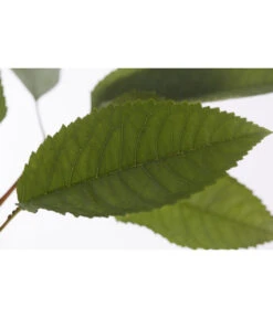 Winterapfel 'Pinova' -Compo Verkaufsgeschäft 7729361 PR DE 001 ApfelPinovaMalusBusch95LiterDehnerExpressZS