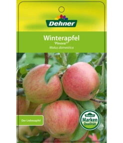 Winterapfel 'Pinova' -Compo Verkaufsgeschäft 7729361 WinterapfelPinova Etikett 1