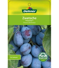 Zwetschge 'Presenta' -Compo Verkaufsgeschäft 7729460 ZwetschePresenta Etikett 1