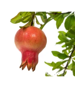 Granatapfel -Compo Verkaufsgeschäft 7733470 PR DE 001 PunicaGranatapfelDehnerExpressHerzig