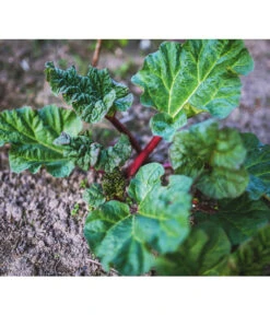 Dehner Gourmet Garten Himbeer-Rhabarber -Compo Verkaufsgeschäft 7736028 PR 001 RheumRhabarberPixabay