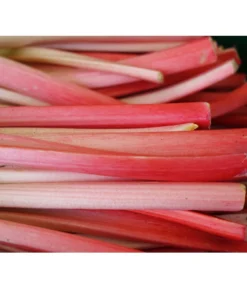 Rhabarber 'Livingstone'