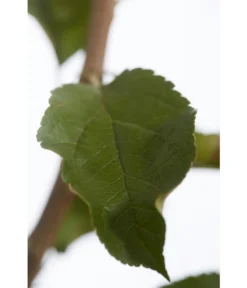 Herbstapfel 'Rebella' -Compo Verkaufsgeschäft 7737075 PR DE 001 ApfelRebellaMalusBusch95LiterDehnerExpressZS