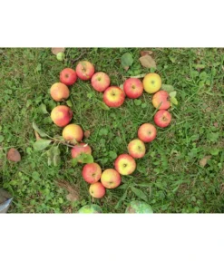 Herbstapfel 'Rebella'