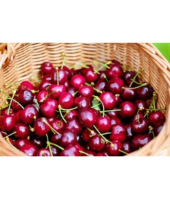 Kirschen-Duo 'Regina/Napoleon' -Compo Verkaufsgeschäft 7738792 WE MO 001 KirschenDuoReginaNapoleon Pixabay