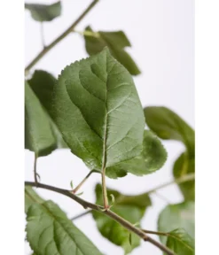 Winterapfel 'Roter Boskoop' -Compo Verkaufsgeschäft 7745409 PR DE 001 ApfelRoterBoskoopMalusBusch95LiterDehnerExpressZS