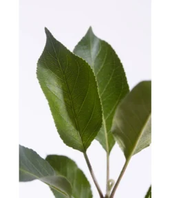 Sommerapfel 'Roter James Grieve' -Compo Verkaufsgeschäft 7745730 PR DE 001 ApfelRoterJamesGrieveMalusBusch95LiterDehnerExpressZS