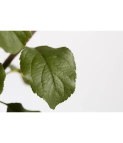 Herbstapfel 'Rubinola' -Compo Verkaufsgeschäft 7747165 PR DE 001 ApfelRubinolaMalusBusch95LiterDehnerExpressZS