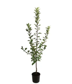 Allergikerapfel 'Santana' -Compo Verkaufsgeschäft 7750631 WE FS 001 ApfelbaumMalusApfelSantanaAllergikerapfel