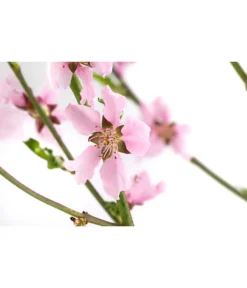 Säulennektarine 'Fantasia' -Compo Verkaufsgeschäft 7752710 WE DE 001 PrunusSauelennektarineFantasia