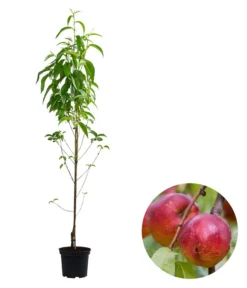 Säulennektarine 'Fantasia'