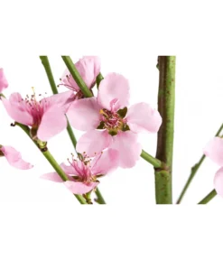 Säulenpfirsich 'Aida' -Compo Verkaufsgeschäft 7752728 WE DE 001 PrunusSauelenpfirsichAida