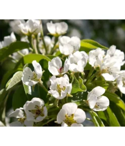 Säulenbirne 'Obelisk' -Compo Verkaufsgeschäft 7754989 PR DE 002 PyrusBirneSaeulenbirneObeliskPixabay