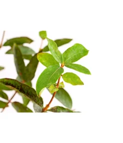 Maibeere -Compo Verkaufsgeschäft 7756448 PR DE 003 SibirischeBlaubeerePolina3LiterDehnerExpressHerzig