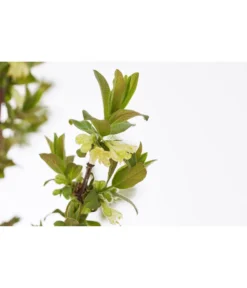 Sibirische Blaubeere 'MyBerry® Sweet' -Compo Verkaufsgeschäft 7756463 PR DE 001 SibirischeBlaubeereMyBerrySweet5LDehnerExpressZS