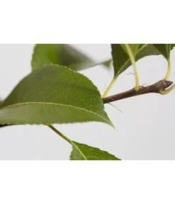 Süßkirsche 'Sunburst' -Compo Verkaufsgeschäft 7760614 PR DE 001 KirscheSunburstPrunusBusch95LiterDehnerExpressZS