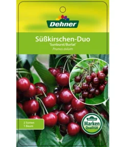 Kirschen-Duo 'Sunburst/Burlat' -Compo Verkaufsgeschäft 7760713 Suesskirschen DuoSunburstBurlat Etikett 1