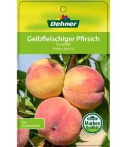 Pfirsich 'Suncrest' -Compo Verkaufsgeschäft 7760754 GelbfleischigerPfirsichSuncrest Etikett 1