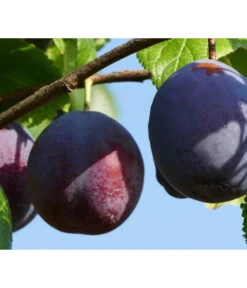 Dehner Pflaume 'The Czar'