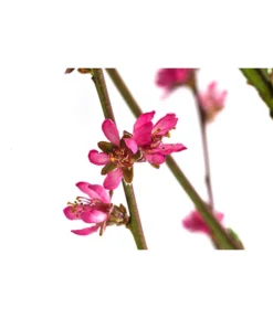 Teller-Nektarine 'Honey®' -Compo Verkaufsgeschäft 7763394 WE DE 003 PrunusTellernektarineHoney