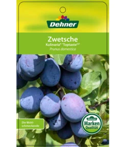 Zwetschge 'Kulinaria-Toptaste' -Compo Verkaufsgeschäft 7763881 ZwetscheKulinariaToptaste Etikett 1