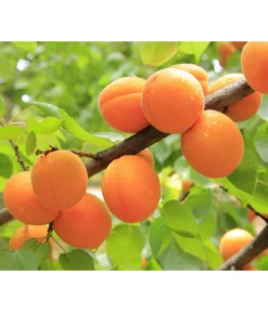 Aprikose 'Ungarische Beste' -Compo Verkaufsgeschäft 7769680 PR DE 001 PrunusAprikoseUngarischeBestePixabay 1