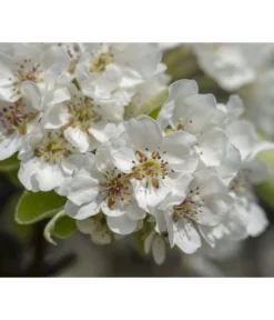 Herbstbirne 'Vereinsdechant' -Compo Verkaufsgeschäft 7772064 PR FS 011 PyrusVereinsdechantBirnePixabay