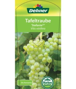 Tafeltraube 'Stefanie' -Compo Verkaufsgeschäft 7773278 TafeltraubeStefanie Etikett 1
