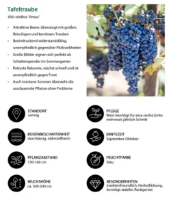 Tafeltraube 'Venus' -Compo Verkaufsgeschäft 7773542 WE IG 001 TafeltraubeVitisviniferaVenus