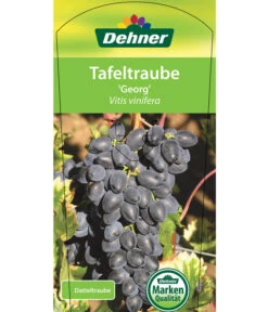 Tafeltraube 'Georg' -Compo Verkaufsgeschäft 7773575 TafeltraubeGeorg Etikett 1