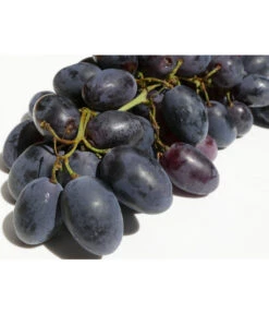 Tafeltraube 'Georg' -Compo Verkaufsgeschäft 7773575 WE DE 001 VitisWeinGeorgPixabay