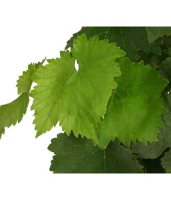 Tafeltraube, Kernlos, Verschiedene Sorten -Compo Verkaufsgeschäft 7773583 WE DE 001 VitisTafeltraubeDehner