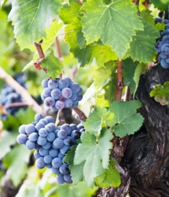 Weinrebenstamm -Compo Verkaufsgeschäft 7773617 PR MO 001 WeinrebenStammXXL Fotolia