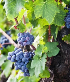 XXL Weinrebenstamm, Ca. 200-220 Cm, Verschiedene Sorten -Compo Verkaufsgeschäft 7773617 WE MO 002 WeinrebenStammXXL