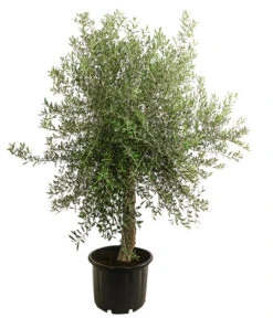XXL Olivenbaum, Ca. 160-180 Cm