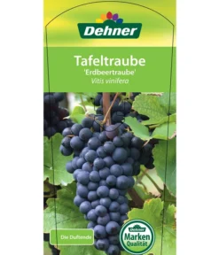 Tafeltraube 'Erdbeertraube' -Compo Verkaufsgeschäft 7773708 TafeltraubeErdbeertraube Etkett 1