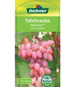 Tafeltraube 'Katharina' -Compo Verkaufsgeschäft 7773716 TafeltraubeKatharina Etikett 1